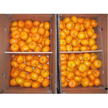 Honig süße Orange Mardain Orange